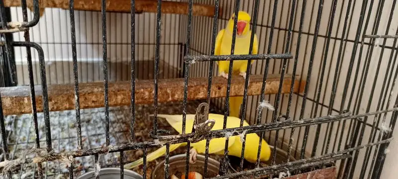 yellow ringneck breeder pair — photo 3