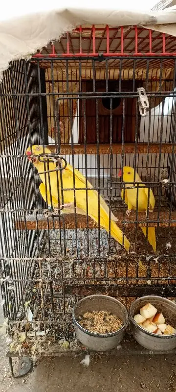 yellow ringneck breeder pair — photo 4
