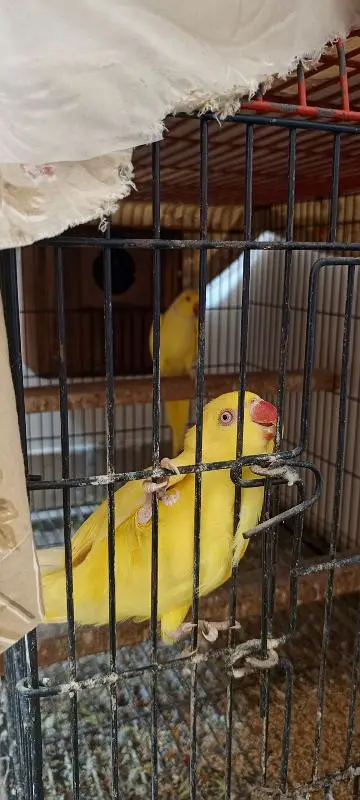 yellow ringneck breeder pair — photo 5