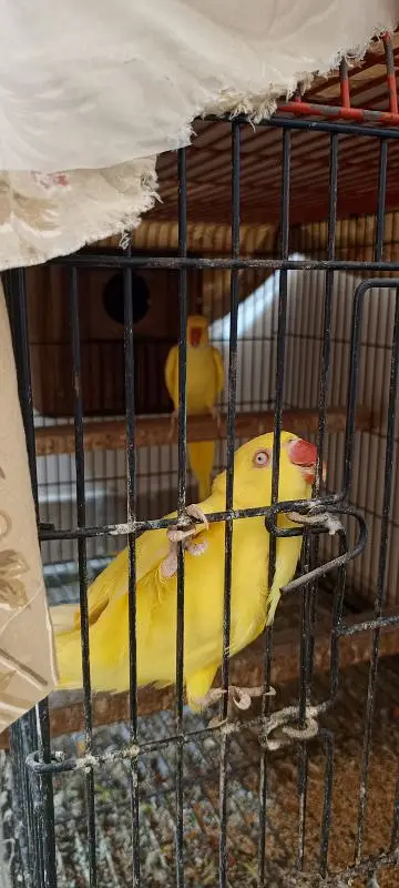 yellow ringneck breeder pair — photo 6