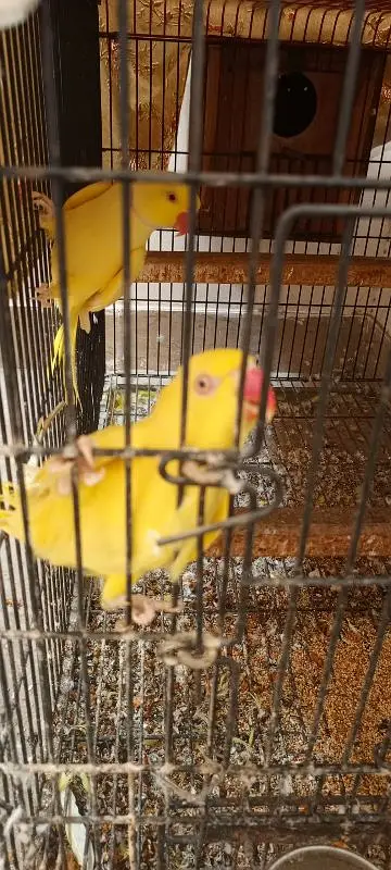 yellow ringneck breeder pair — photo 7