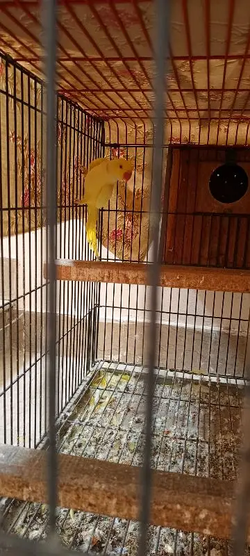yellow ringneck breeder pair — photo 8