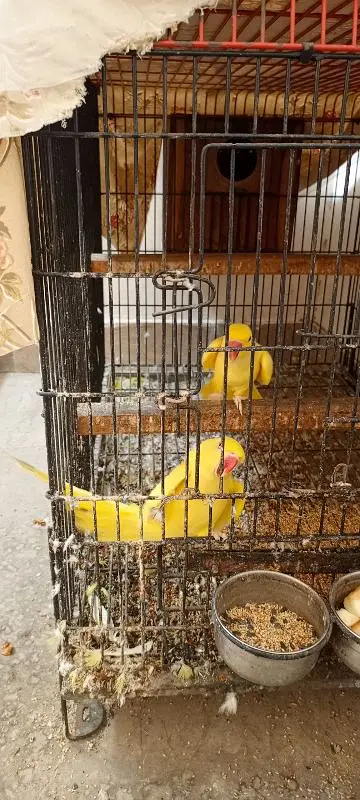 yellow ringneck breeder pair — photo 9