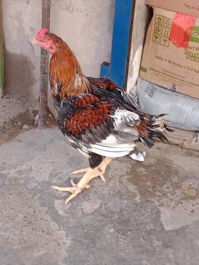 pure Thai aseel male breeder urgent sale