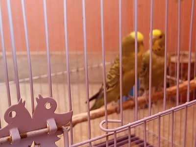 Healthy Australian Budgies Pair for Sale
