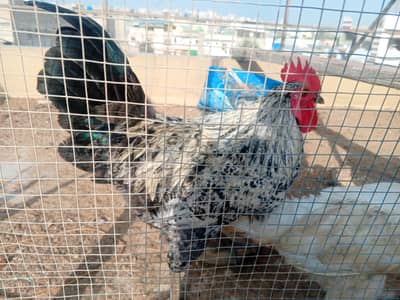 Rooster for sale