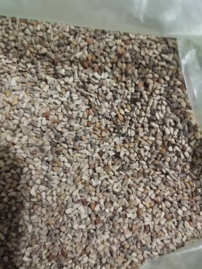 Kasni Ka beej / tukham kasni/chicory seed