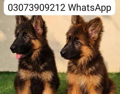 German Shepherd Long Coat Puppies Available* Puppy  *Details:* *