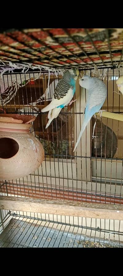 breeder pair