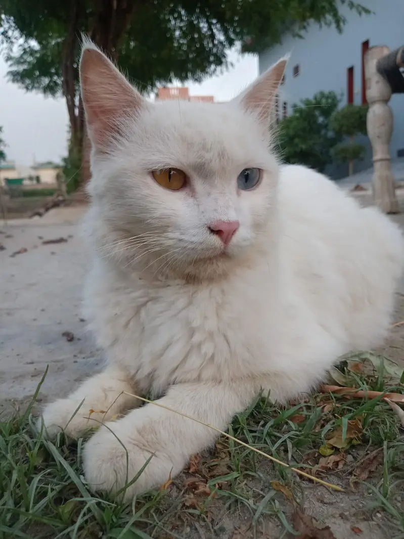 Persian cat for sale — photo 2