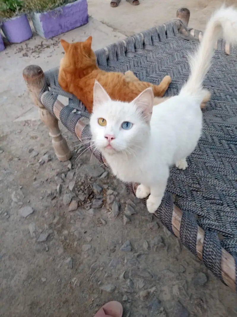 Persian cat for sale — photo 3