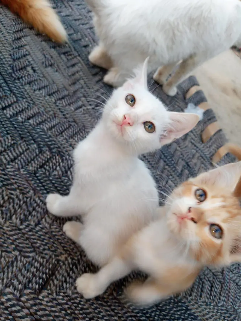 Persian cat for sale — photo 4