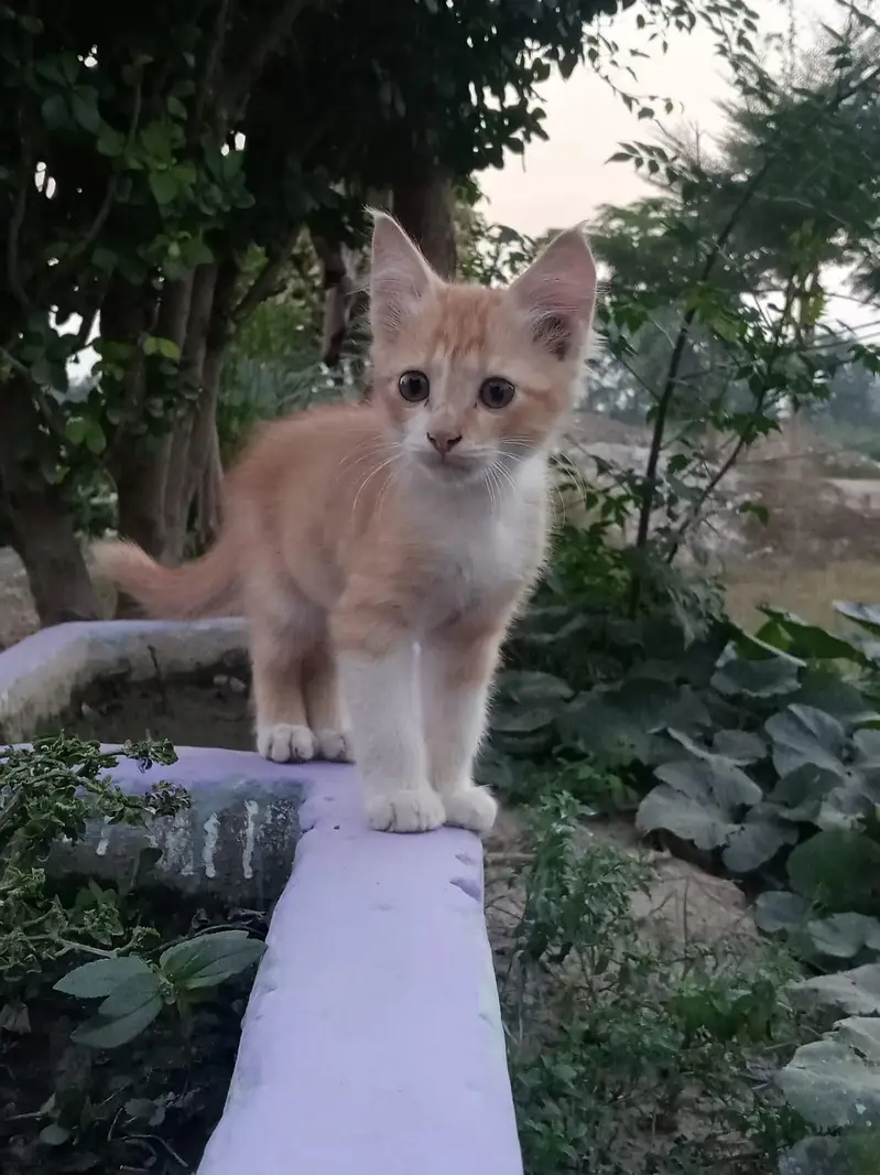 Persian cat for sale — photo 5