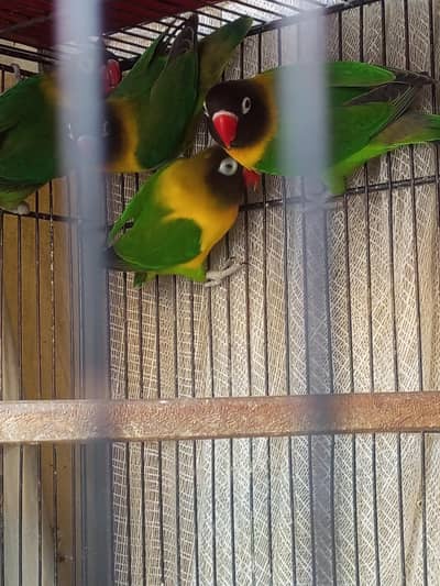 yellow chest love birds