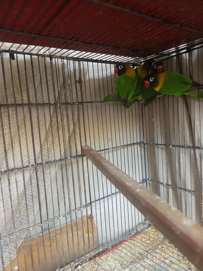 yellow chest love birds — photo 2