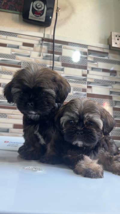 shihtzuu breed ready for new home.