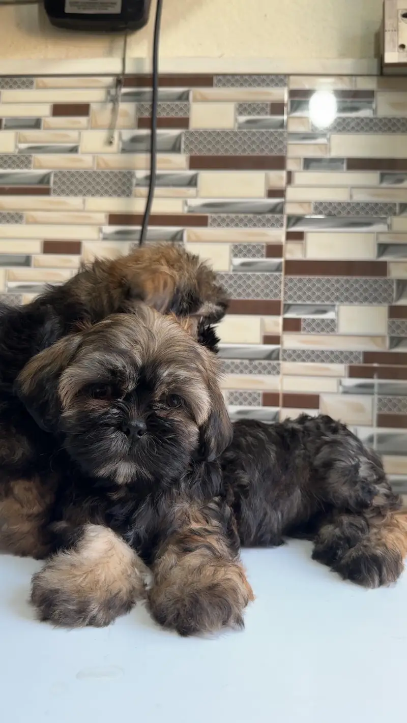 shihtzuu breed ready for new home. — photo 2