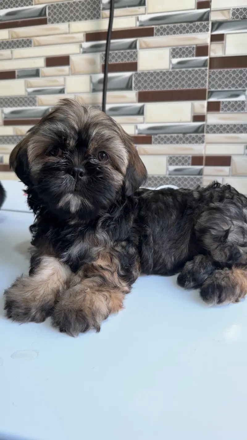 shihtzuu breed ready for new home. — photo 3
