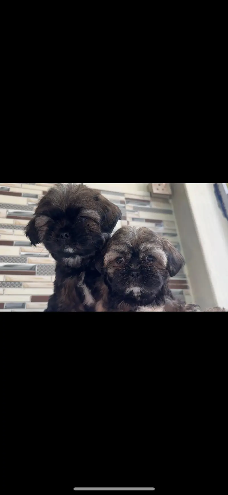 shihtzuu breed ready for new home. — photo 4