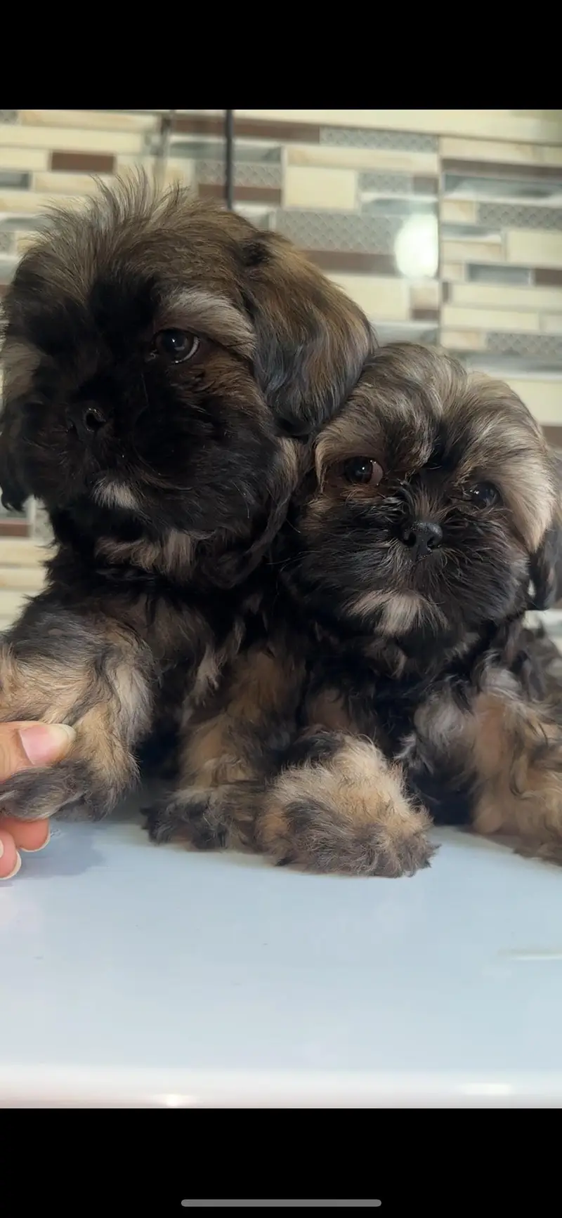 shihtzuu breed ready for new home. — photo 5