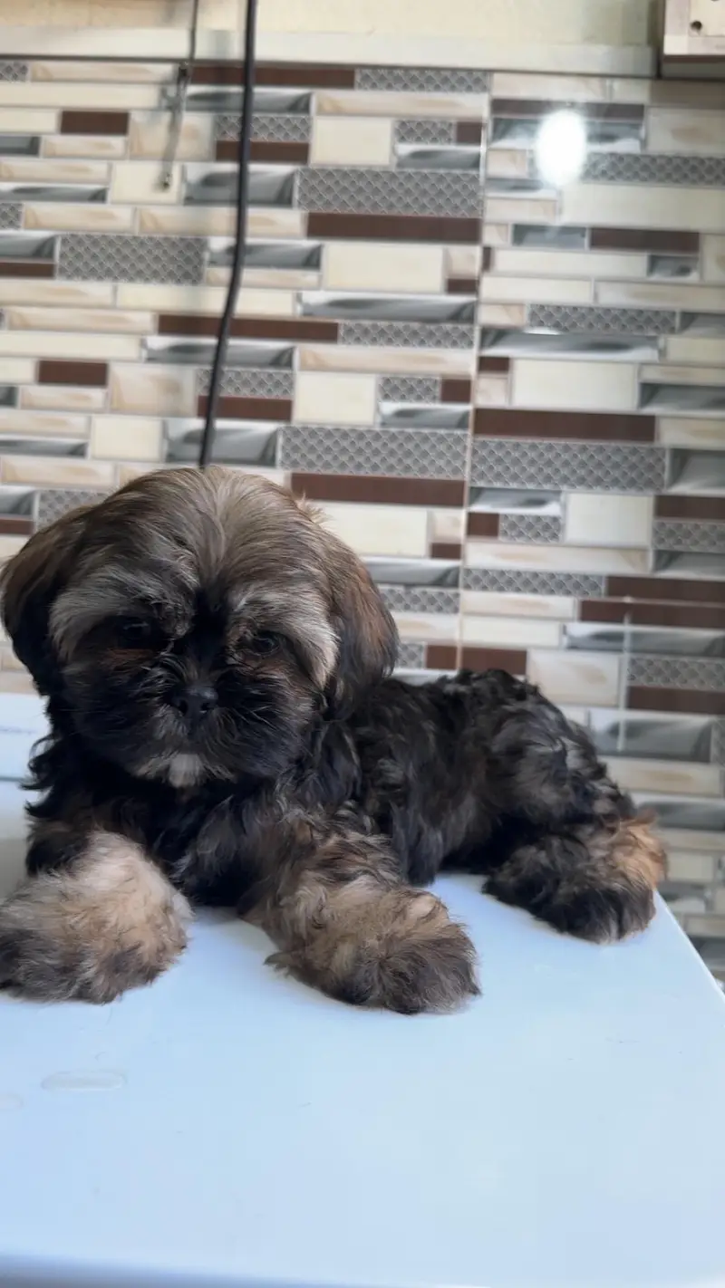 shihtzuu breed ready for new home. — photo 6