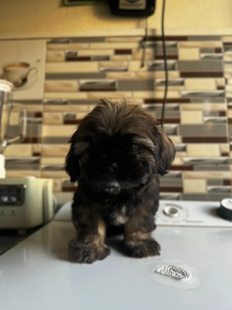 shihtzuu breed ready for new home. — photo 7