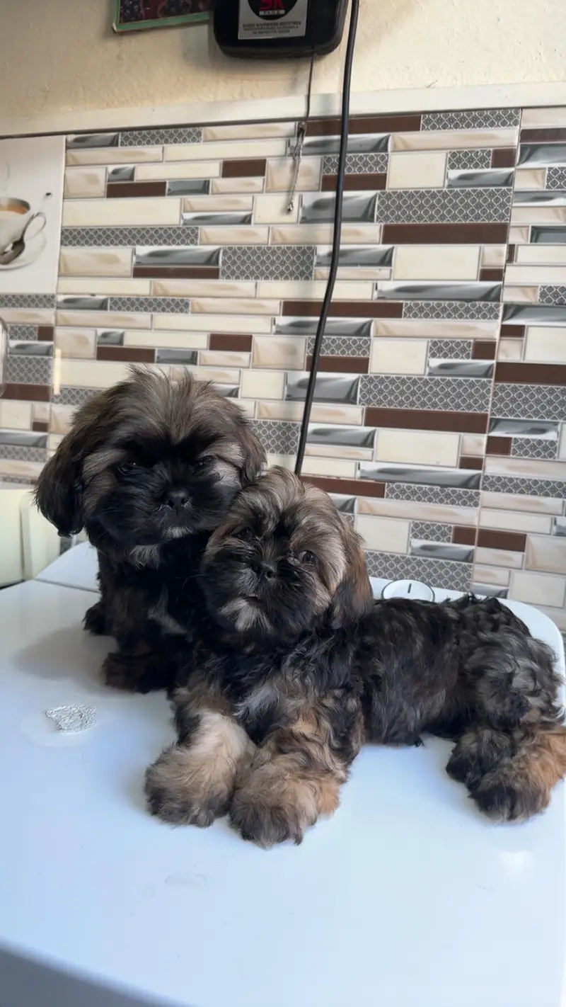 shihtzuu breed ready for new home. — photo 8
