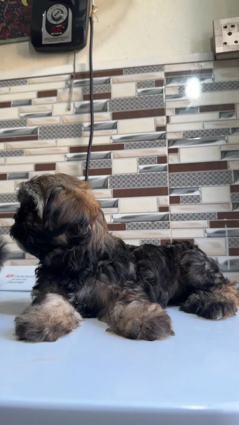 shihtzuu breed ready for new home. — photo 9