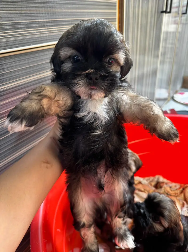 shihtzuu breed ready for new home. — photo 10