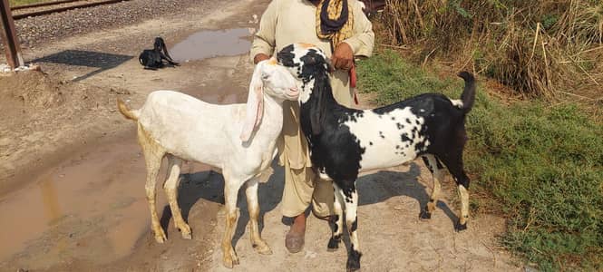 Bakra For Sale 2 Daant 03326707602 Qurbani 2027 Two Goat/Pure Quality