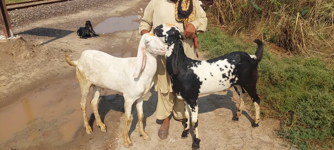 Bakra For Sale 2 Daant 03326707602 Qurbani 2027 Two Goat/Pure Quality — photo 2