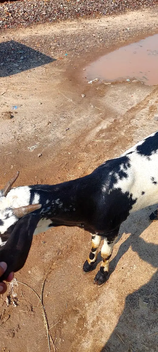 Bakra For Sale 2 Daant 03326707602 Qurbani 2027 Two Goat/Pure Quality — photo 3