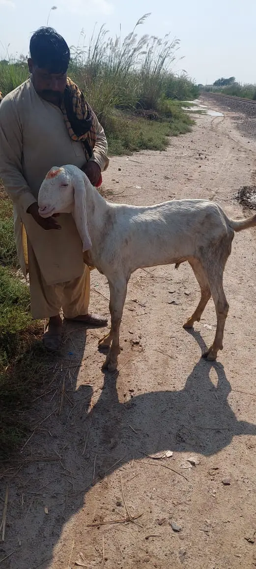 Bakra For Sale 2 Daant 03326707602 Qurbani 2027 Two Goat/Pure Quality — photo 4