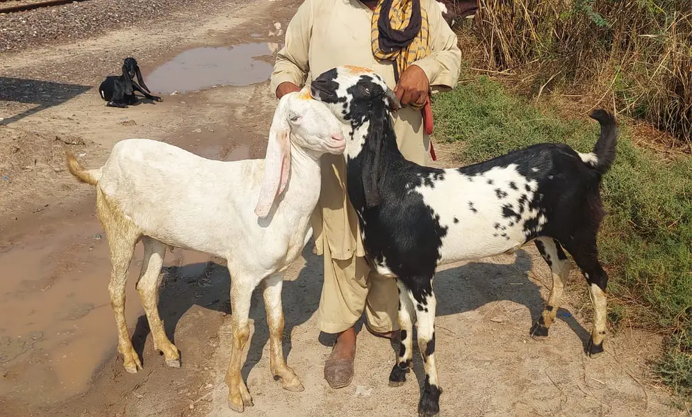 Bakra For Sale 2 Daant 03326707602 Qurbani 2027 Two Goat/Pure Quality — photo 5
