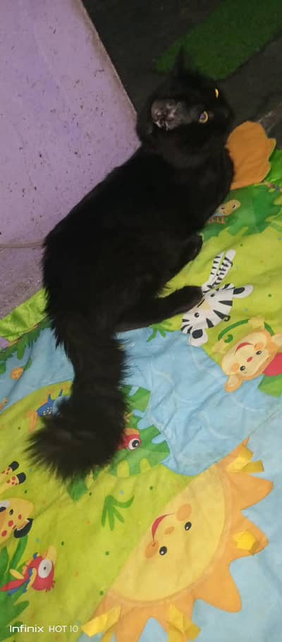 Turkish angora black male  6 manth
