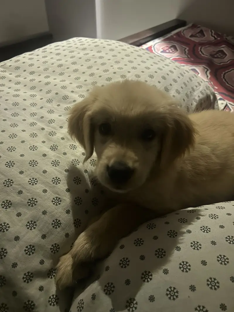 Golden retriever pup — photo 2