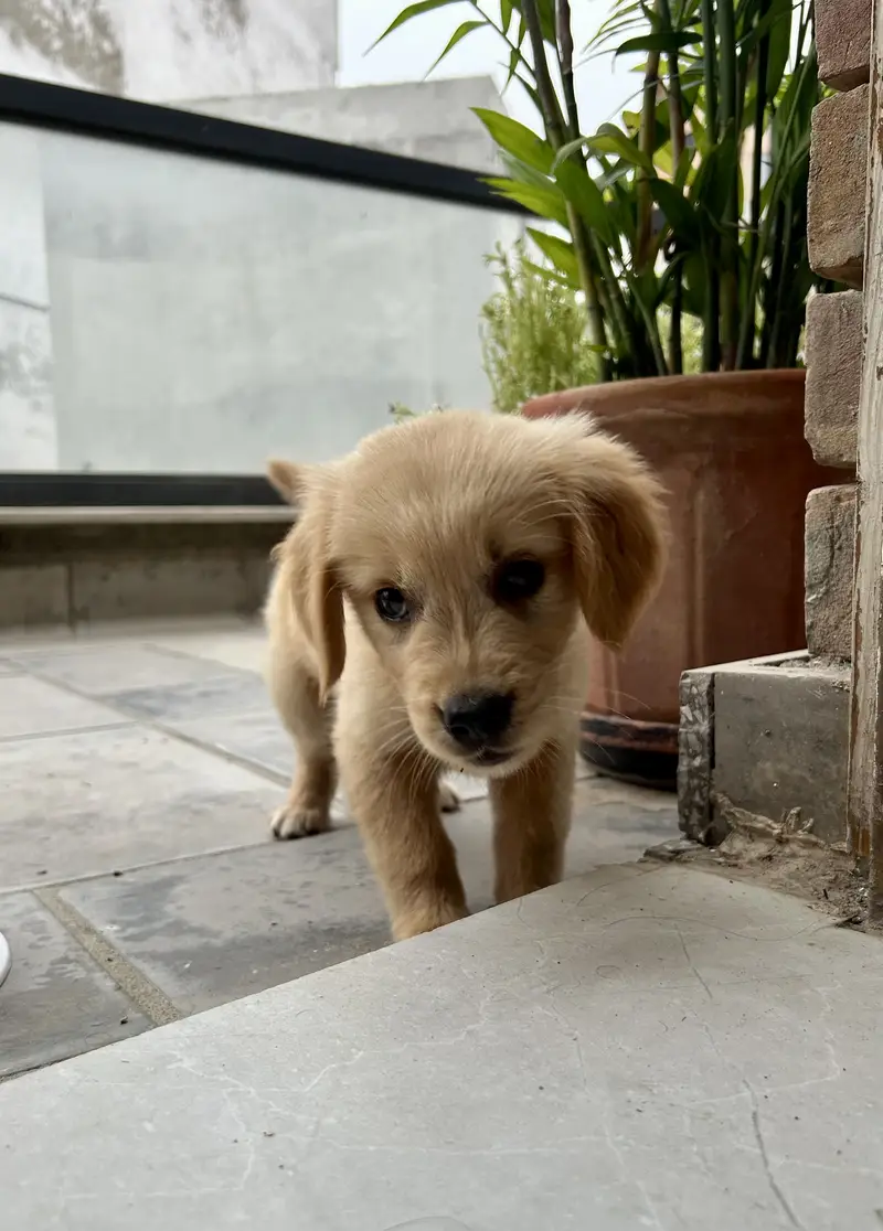 Golden retriever pup — photo 3