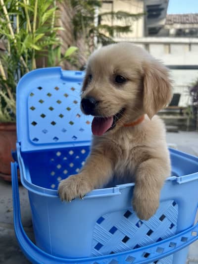 Golden retriever pup