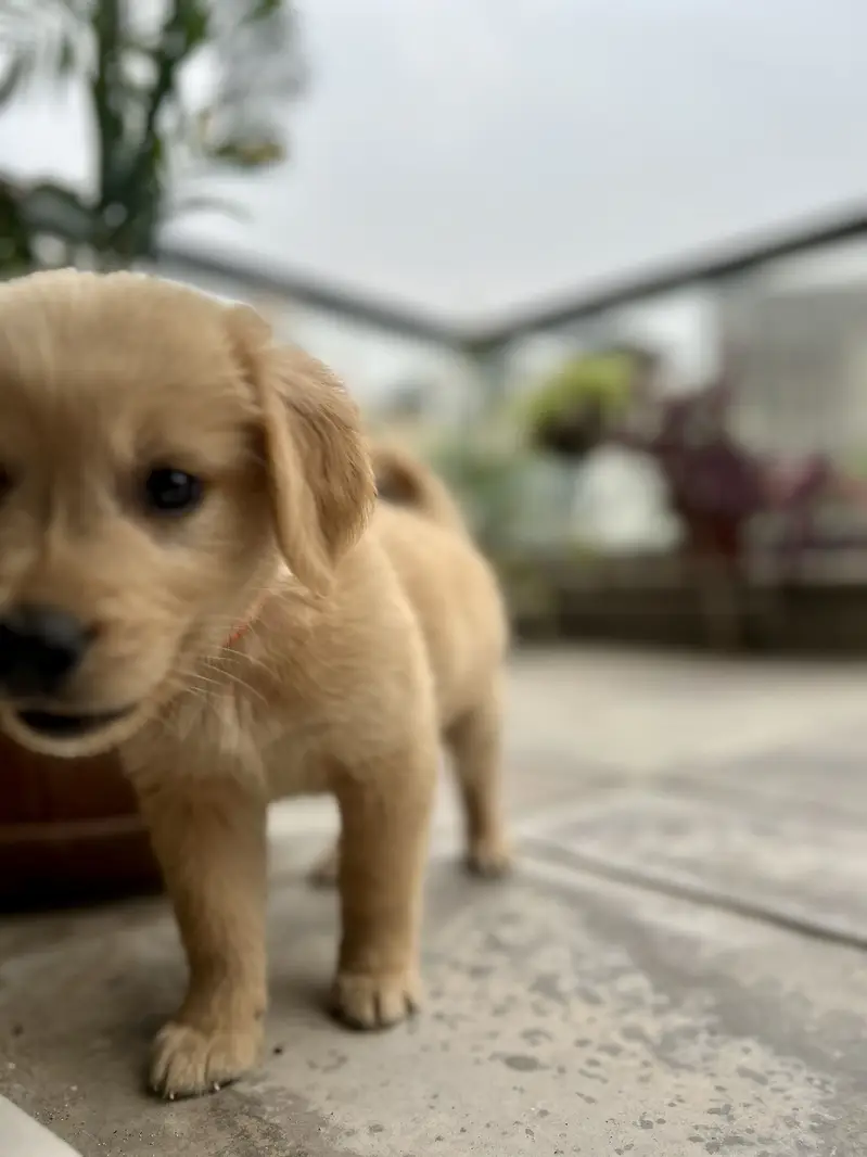 Golden retriever pup — photo 4