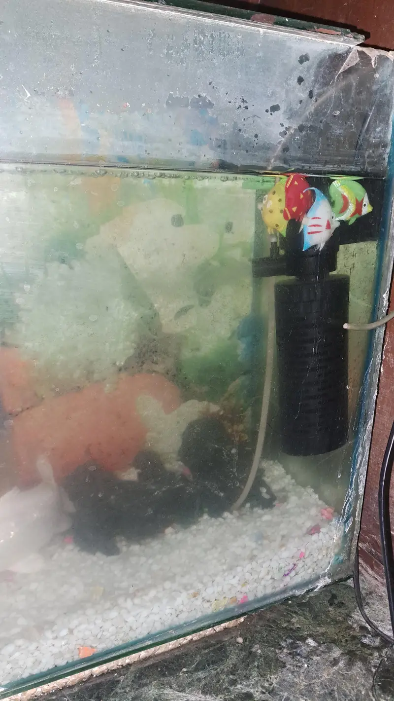 aquarium with 5 fish and complete accessories — photo 2