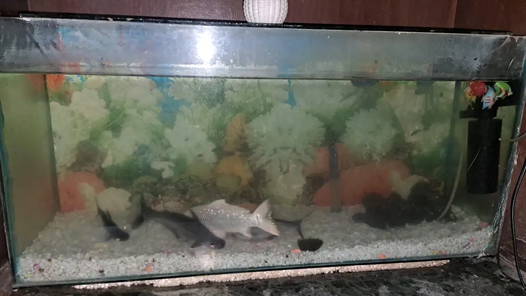 aquarium with 5 fish and complete accessories — photo 3