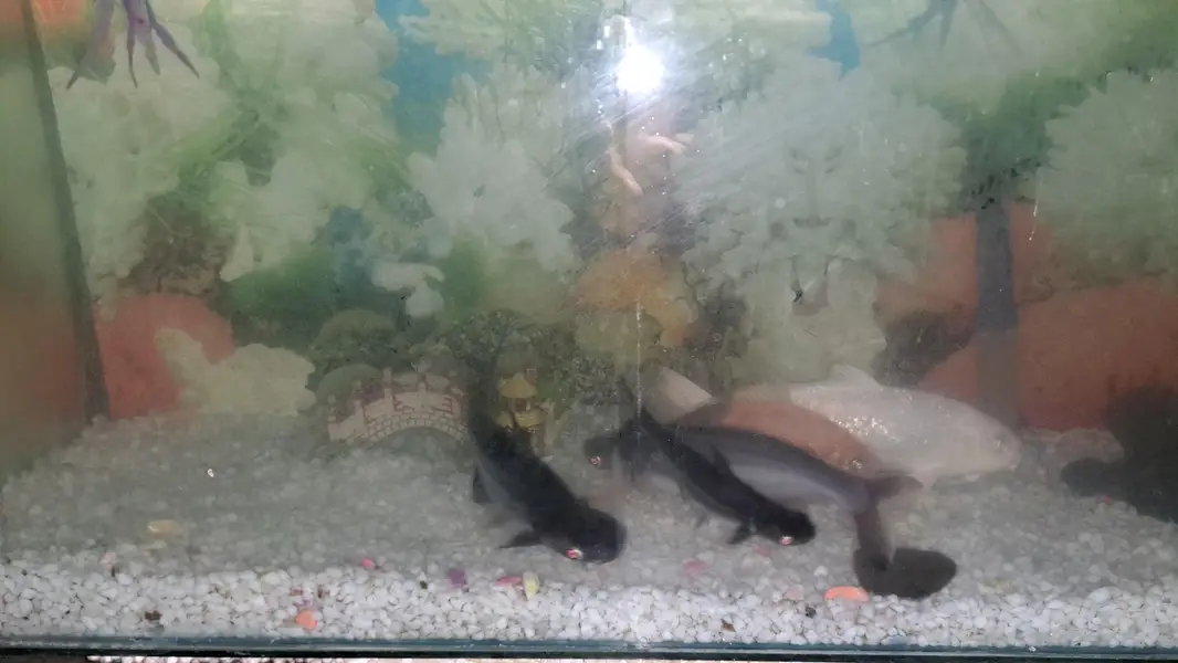 aquarium with 5 fish and complete accessories — photo 4