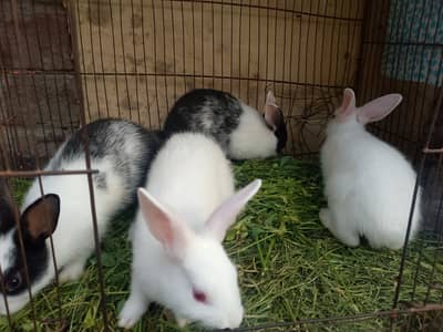 RED EYES RABBIT AND BLACK AND WHITE AVAILABLE