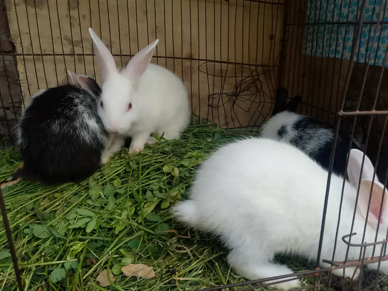 RED EYES RABBIT AND BLACK AND WHITE AVAILABLE — photo 2