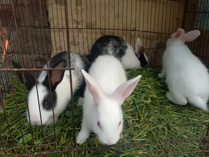 RED EYES RABBIT AND BLACK AND WHITE AVAILABLE — photo 3