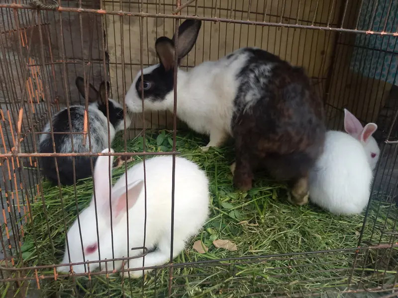 RED EYES RABBIT AND BLACK AND WHITE AVAILABLE — photo 4