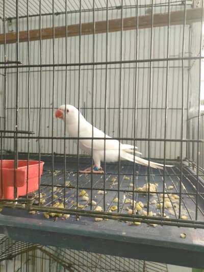 albino ringneck