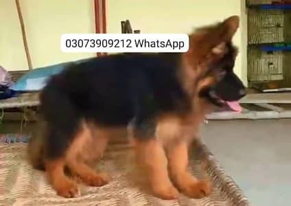 German Shepherd Long Coat Puppies Available* Puppy  *Details:* *