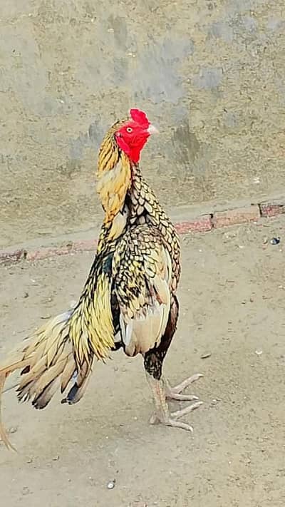 aseel murgah sale