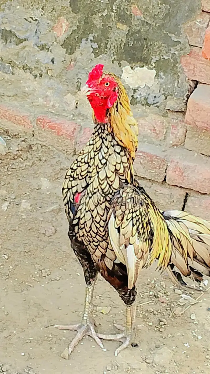 aseel murgah sale — photo 2